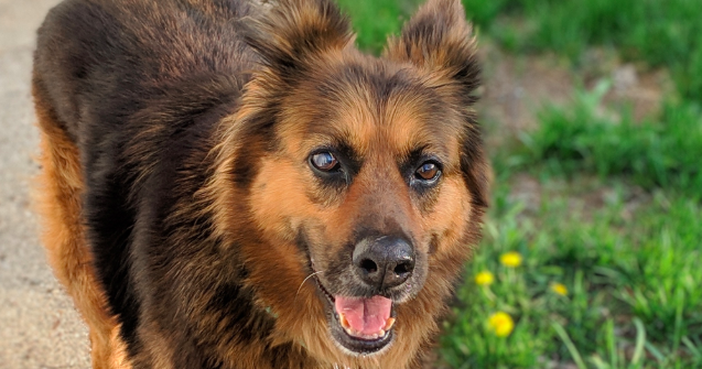 Brown Rescue Dog