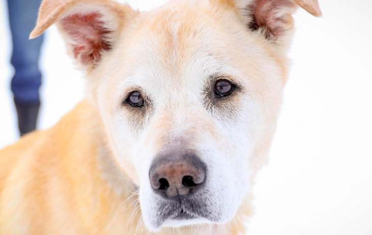 White Rescue Dog